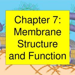 Chapter 7 membrane structure and function