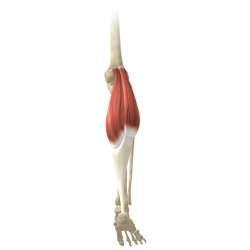 Gastrocnemius musculus kenhub anatomie triceps soleus surae