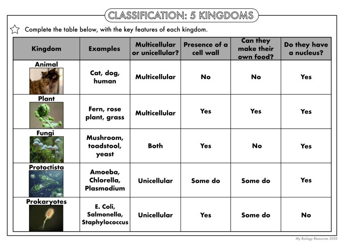 Practice joint classification worksheet answers