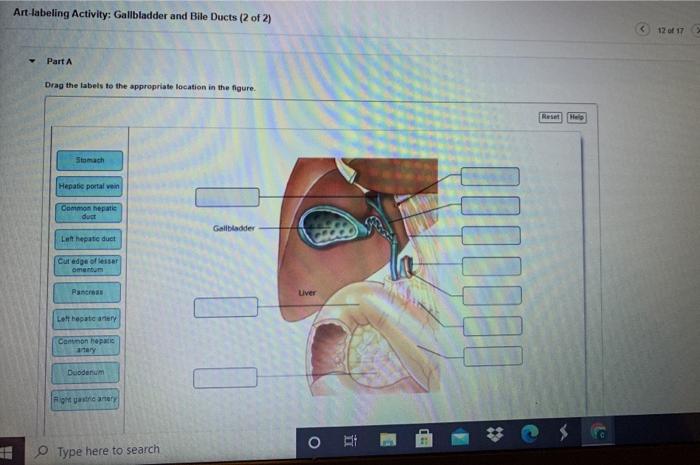 Art-labeling activity: the coiled ducts of the cochlea