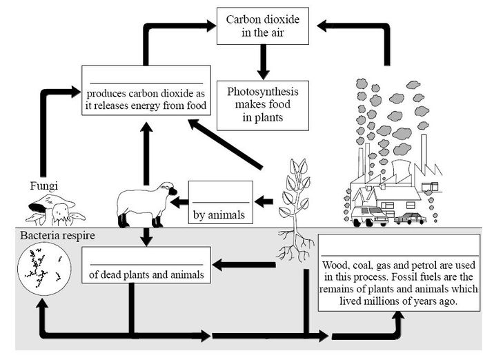 Carbon worksheet cycle activity