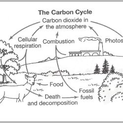 Analyzing graphics the carbon cycle answer key