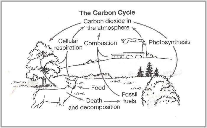 Analyzing graphics the carbon cycle answer key