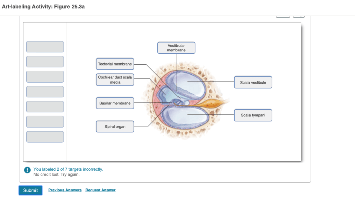 Art-labeling activity: the coiled ducts of the cochlea