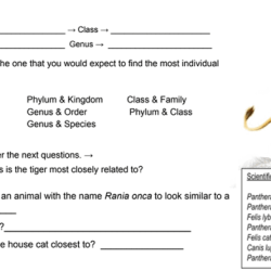 Practice joint classification worksheet answers